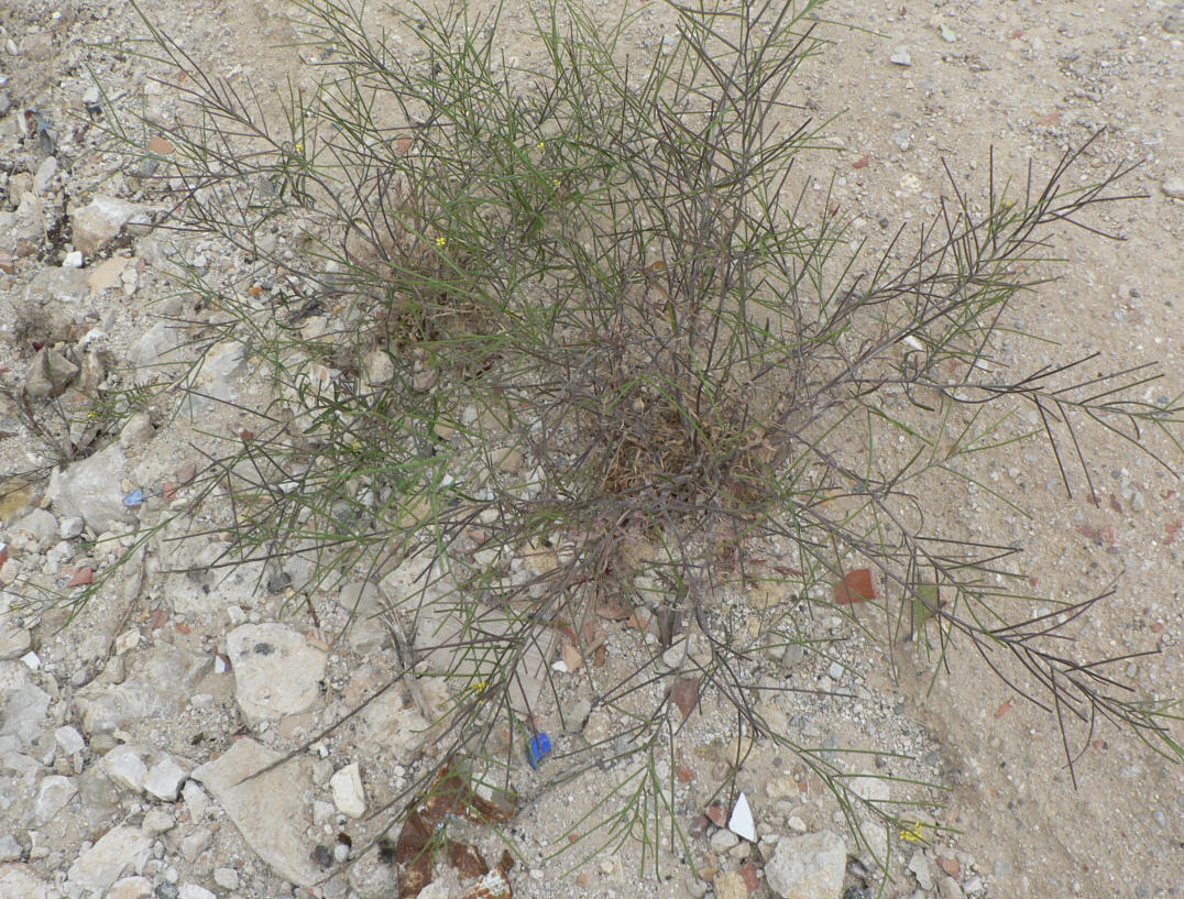 Determinazione specie